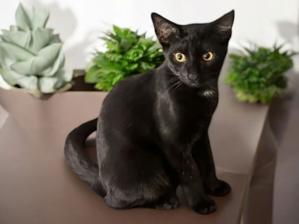adoptable Cat in Dallas, TX named Louis