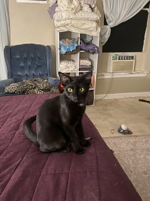 LOUIS - Domestic Short Hair / Domestic Short Hair available for adoption