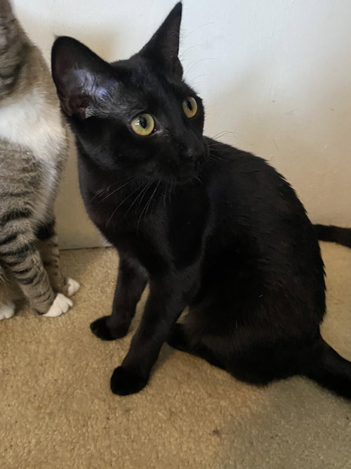 VICTORIA - Domestic Short Hair / Domestic Short Hair for adoption in Mesquite