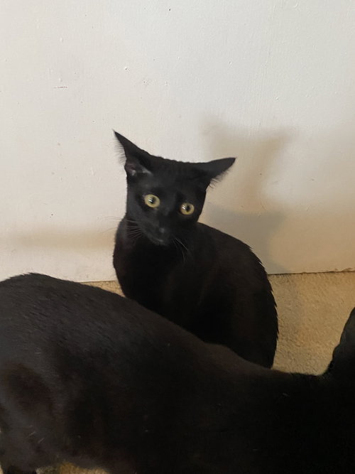 VICTORIA - Domestic Short Hair / Domestic Short Hair available for adoption