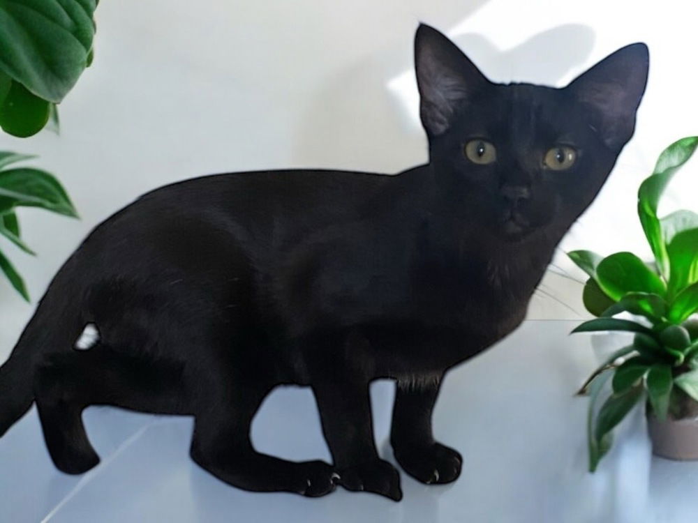 adoptable Cat in Dallas, TX named Victoria