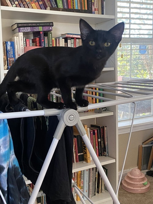 VICTORIA - Domestic Short Hair / Domestic Short Hair available for adoption