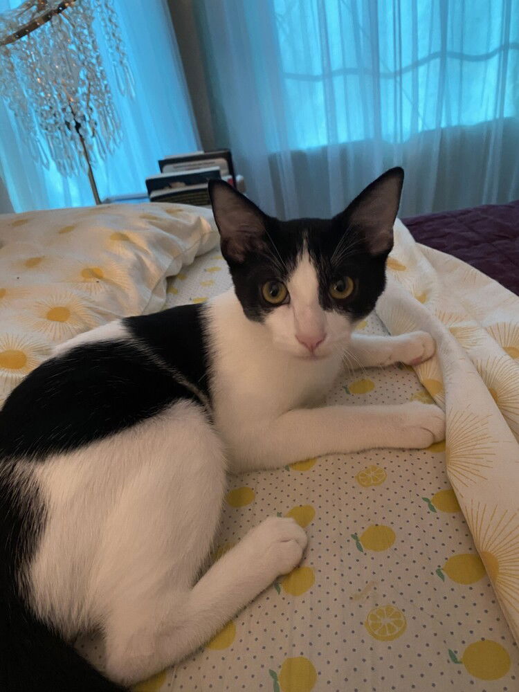 adoptable Cat in Dallas, TX named Laszlo