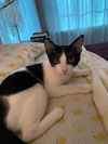 adoptable Cat in  named Laszlo
