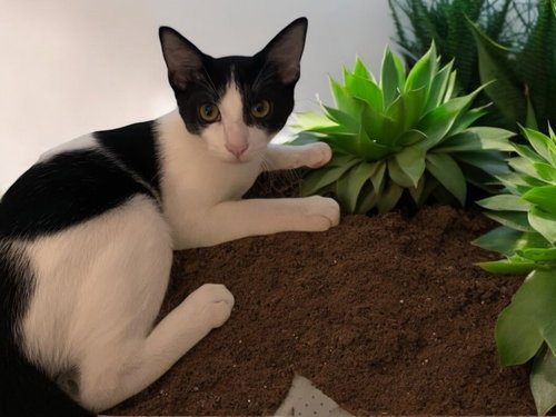 LASZLO - Domestic Short Hair / Domestic Short Hair available for adoption