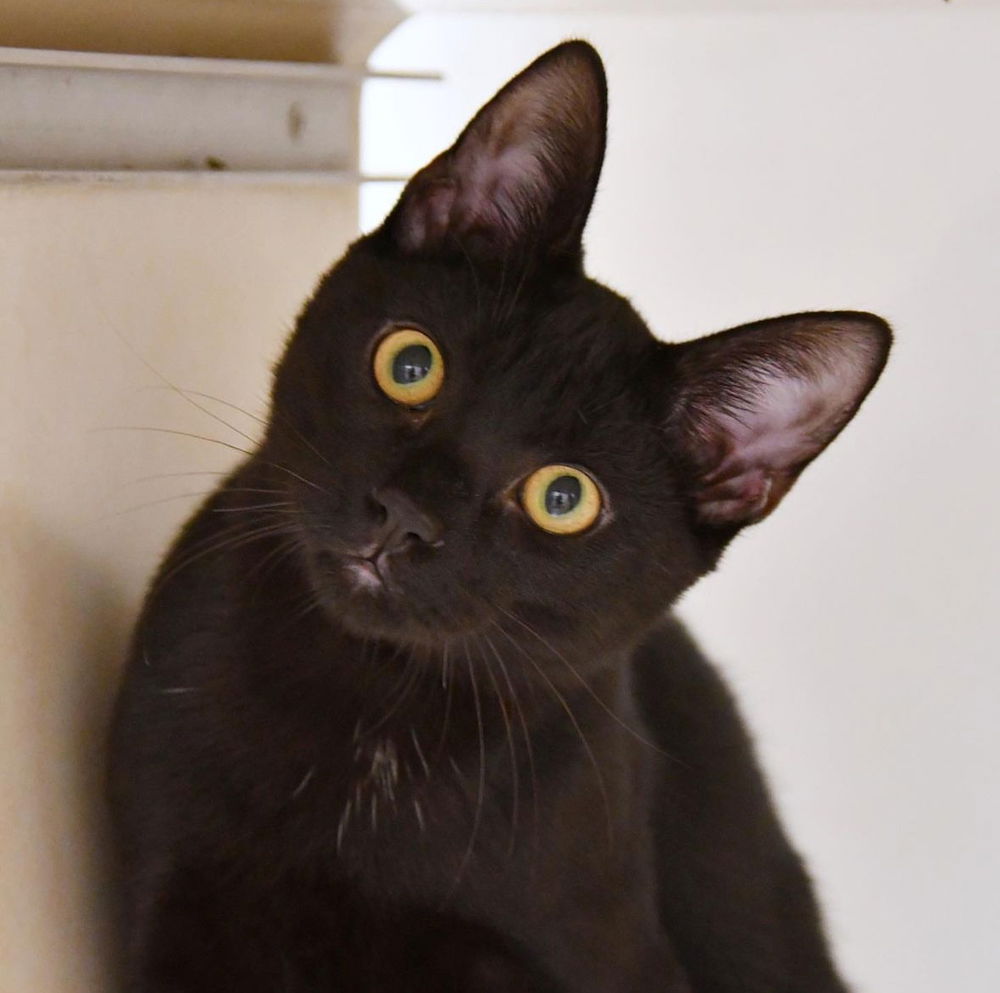 adoptable Cat in Dallas, TX named Lestat
