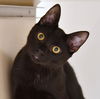 adoptable Cat in  named Lestat