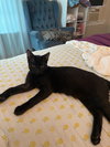 Lestat - Photo 2