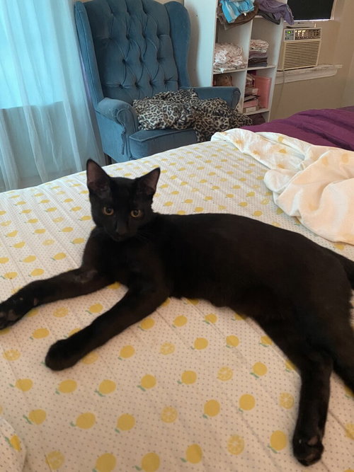 LESTAT - Domestic Short Hair / Domestic Short Hair available for adoption