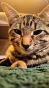 adoptable Cat in  named Cafe