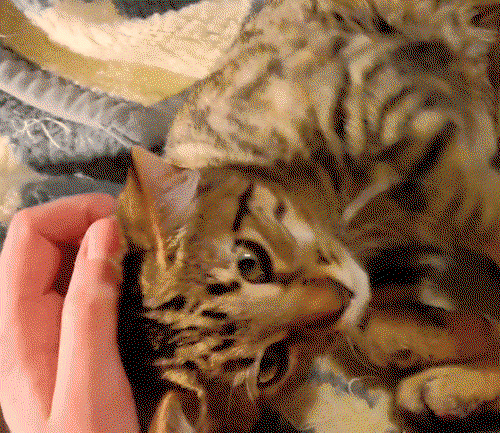CAFE - Domestic Short Hair / Domestic Short Hair available for adoption