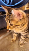 adoptable Cat in  named Splash