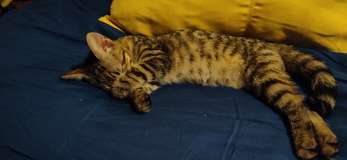 SPLASH - Domestic Short Hair / Domestic Short Hair available for adoption