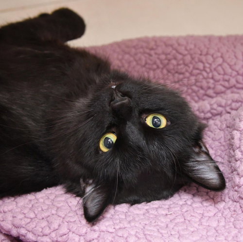 BELLA SUITS - Domestic Long Hair / Domestic Long Hair available for adoption