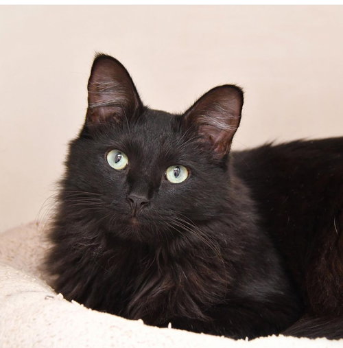 BELLA SUITS - Domestic Long Hair / Domestic Long Hair available for adoption
