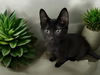 adoptable Cat in  named Connor W