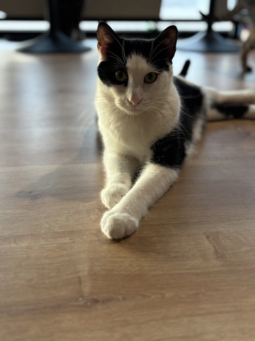 NETTY - Domestic Short Hair / Domestic Short Hair available for adoption
