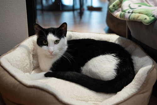 NETTY - Domestic Short Hair / Domestic Short Hair available for adoption