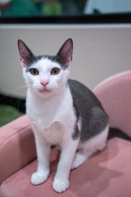 LEWIS (CS2) - Domestic Short Hair / Domestic Short Hair available for adoption