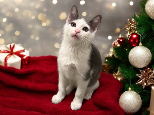 LEWIS (CS2) - Domestic Short Hair / Domestic Short Hair available for adoption