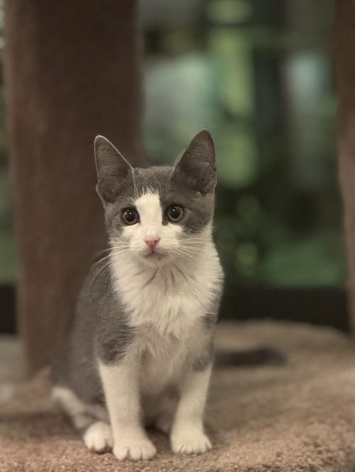 picture of the cat needing adoption