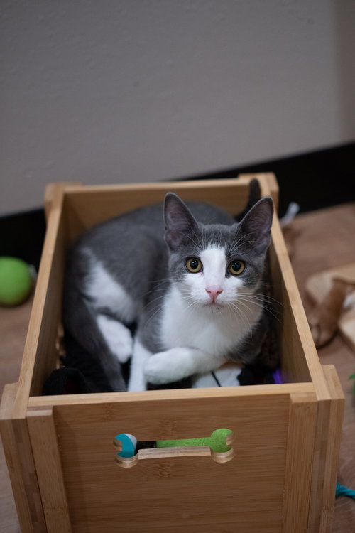 PRESLEY (CS1) - Domestic Short Hair / Domestic Short Hair available for adoption
