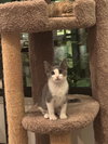 Presley (CS1) - Photo 3
