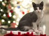 Presley (CS1) - Photo 4