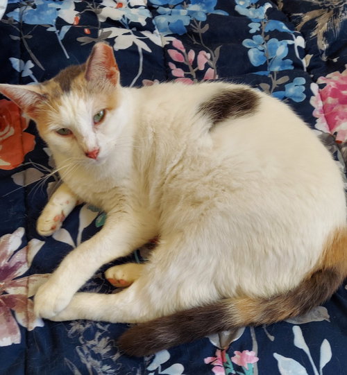 MOIRA - Calico / Domestic Short Hair available for adoption