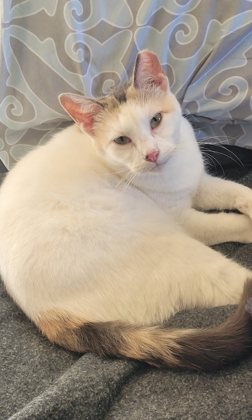 MOIRA - Calico / Domestic Short Hair for adoption in Mesquite