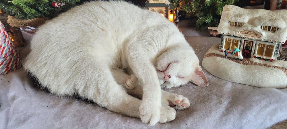 Moira, photo 3