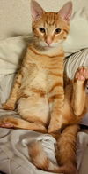adoptable Cat in  named Cheddar