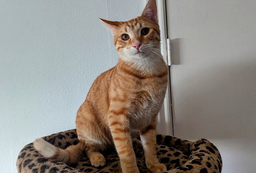 CHEDDAR - Domestic Short Hair / Domestic Short Hair available for adoption