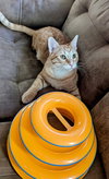 Cheddar - Photo 3