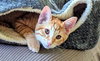 Cheddar - Photo 4
