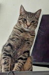 adoptable Cat in dallas, TX named Peppercorn