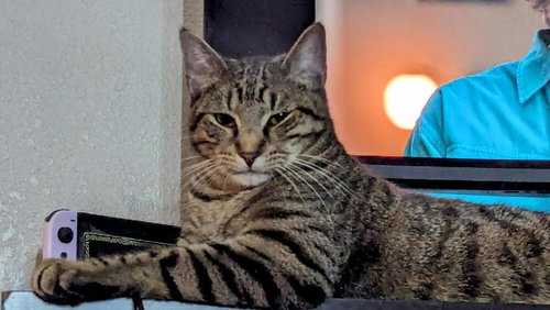 PEPPERCORN - Domestic Short Hair / Domestic Short Hair available for adoption