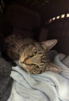 Peppercorn - Photo 3
