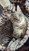 Peppercorn - Photo 4