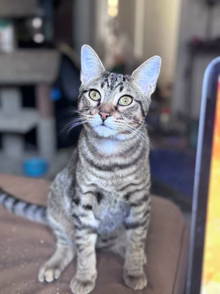 adoptable Cat in Dallas, TX named Sunny Boy
