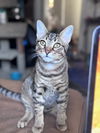 adoptable Cat in  named Sunny Boy