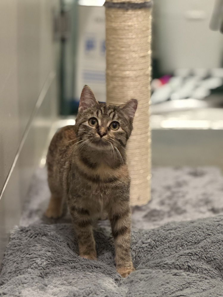 adoptable Cat in Dallas, TX named Tommy Girl