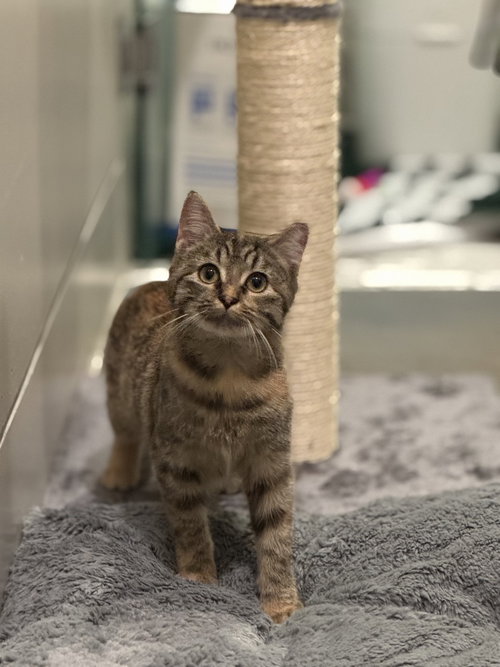 TOMMY GIRL - Domestic Short Hair / Domestic Short Hair available for adoption