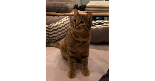 TOMMY GIRL - Domestic Short Hair / Domestic Short Hair available for adoption
