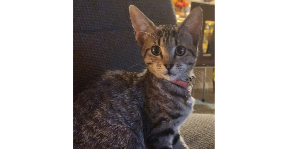 adoptable Cat in Dallas, TX named Graycee