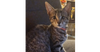 adoptable Cat in  named Graycee