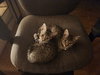 Graycee - Photo 3