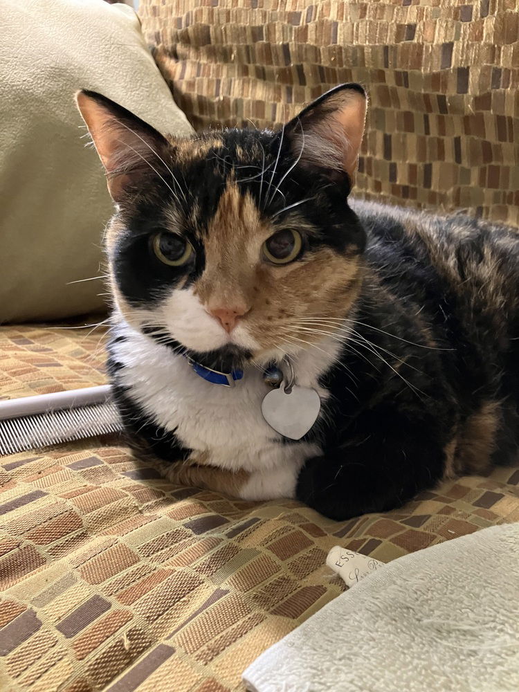 adoptable Cat in Dallas, TX named Patches