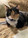adoptable Cat in  named Patches