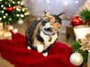 Patches - Photo 2